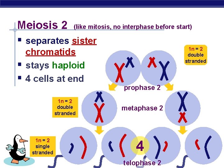 Meiosis 2 (like mitosis, no interphase before start) § separates sister § § chromatids