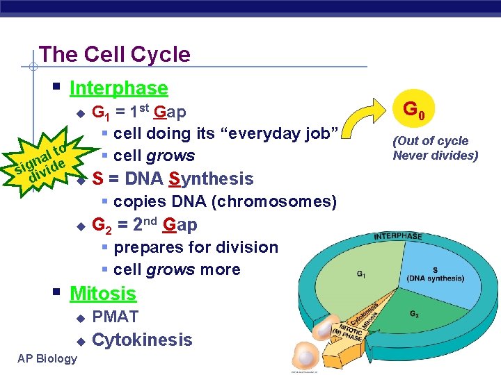 The Cell Cycle § Interphase u l to a n de g i s