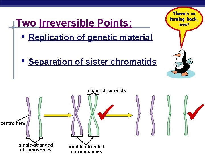 Two Irreversible Points: § Replication of genetic material There’s no turning back, now! §