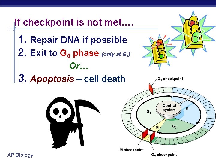If checkpoint is not met…. 1. Repair DNA if possible 2. Exit to G