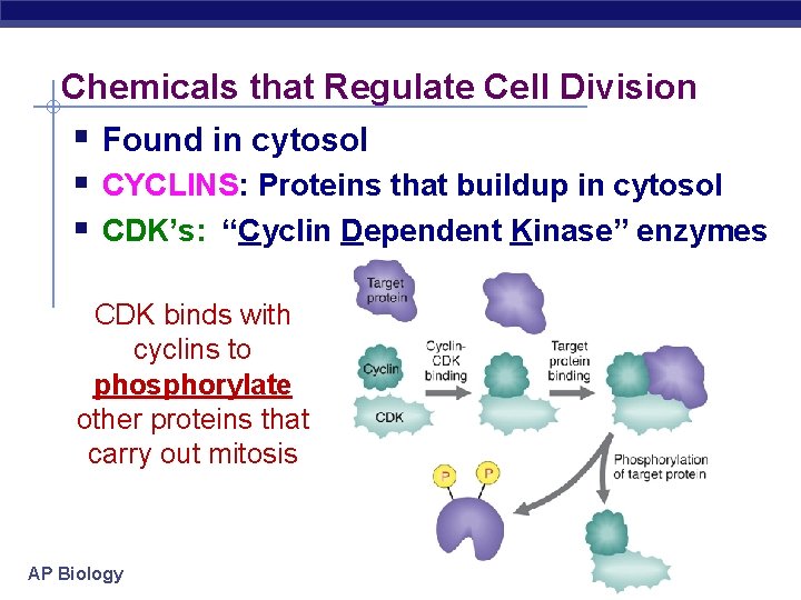 Chemicals that Regulate Cell Division § Found in cytosol § CYCLINS: Proteins that buildup