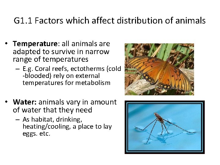 G 1. 1 Factors which affect distribution of animals • Temperature: all animals are