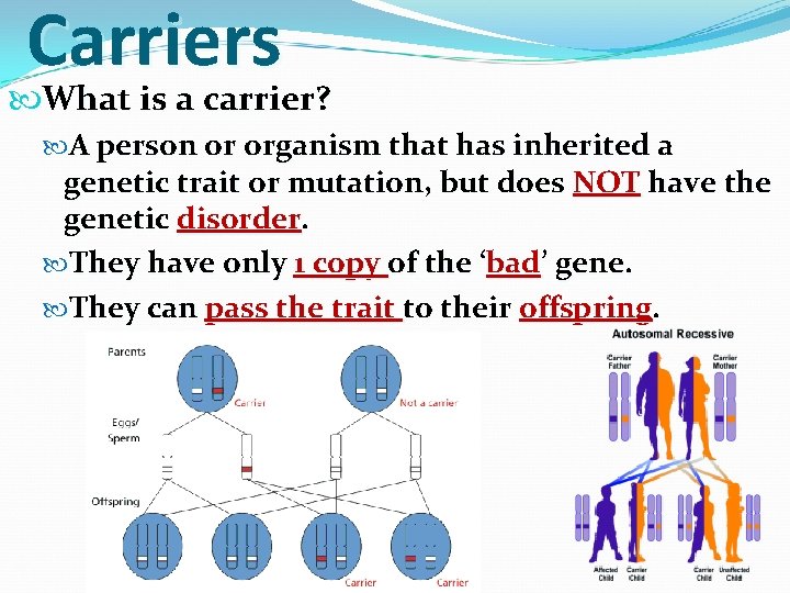 Carriers What is a carrier? A person or organism that has inherited a genetic