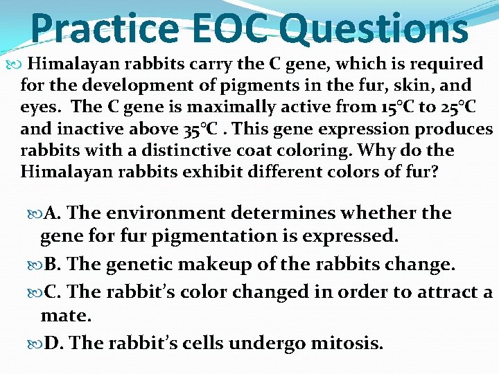 Practice EOC Questions Himalayan rabbits carry the C gene, which is required for the