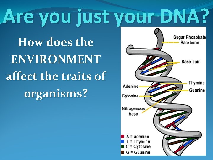 Are you just your DNA? How does the ENVIRONMENT affect the traits of organisms?