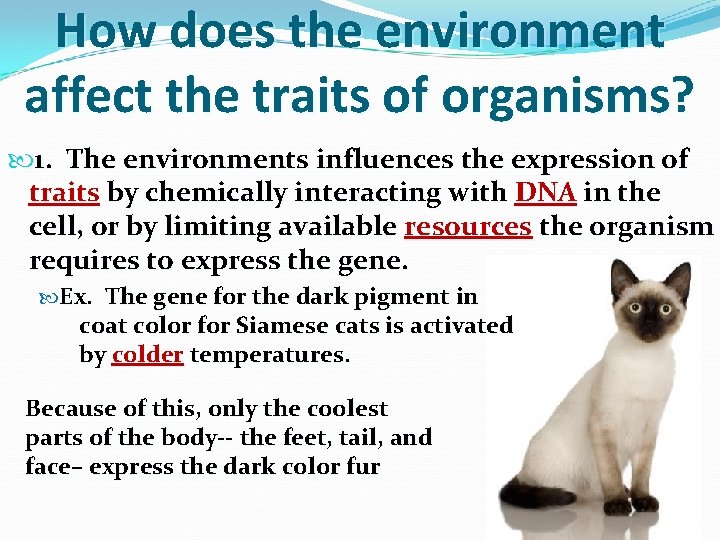 How does the environment affect the traits of organisms? 1. The environments influences the