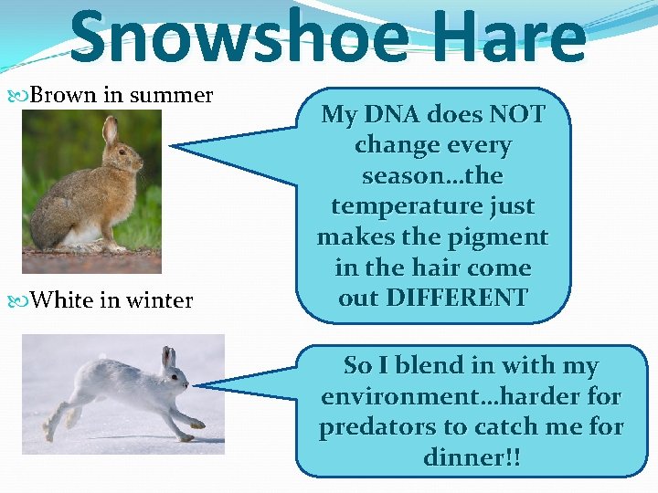 Snowshoe Hare Brown in summer White in winter My DNA does NOT change every