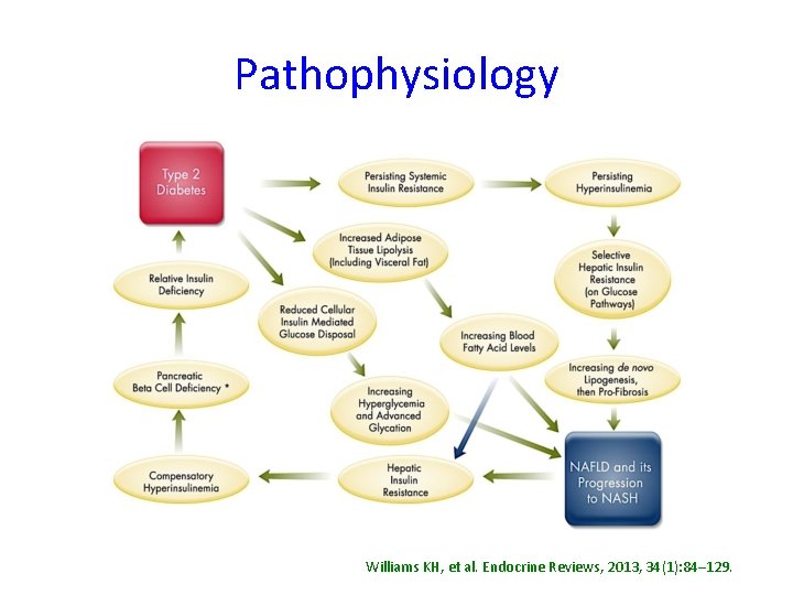 Pathophysiology Williams KH, et al. Endocrine Reviews, 2013, 34(1): 84– 129. 
