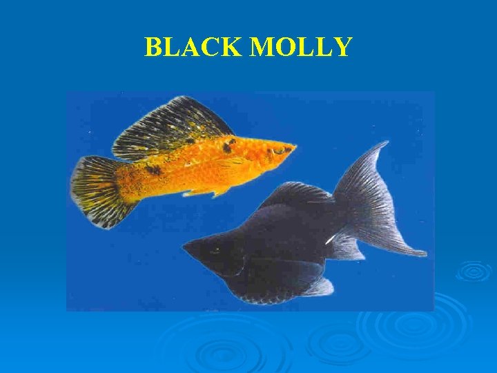 BLACK MOLLY 