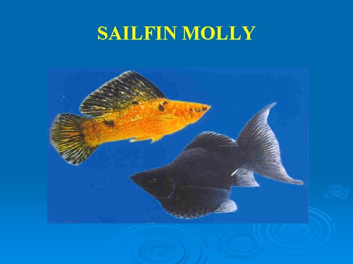 SAILFIN MOLLY 