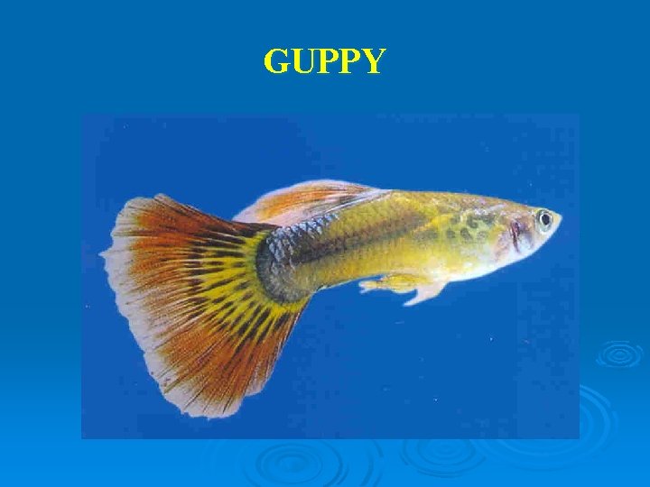 GUPPY 