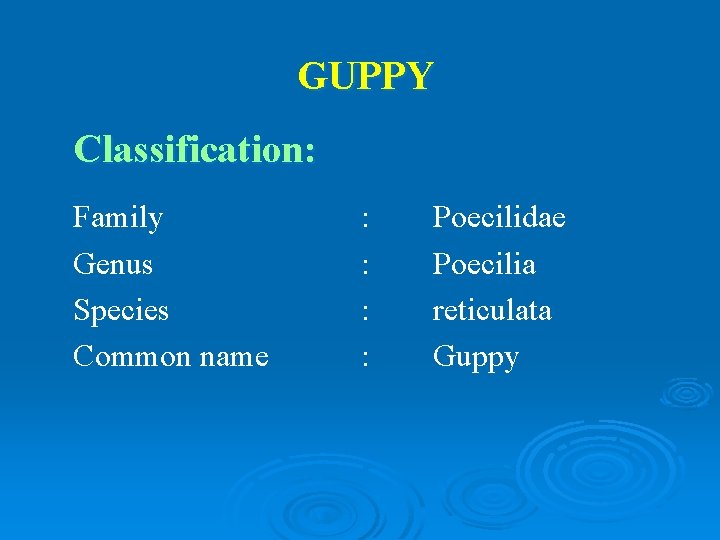 GUPPY Classification: Family Genus Species Common name : : Poecilidae Poecilia reticulata Guppy 