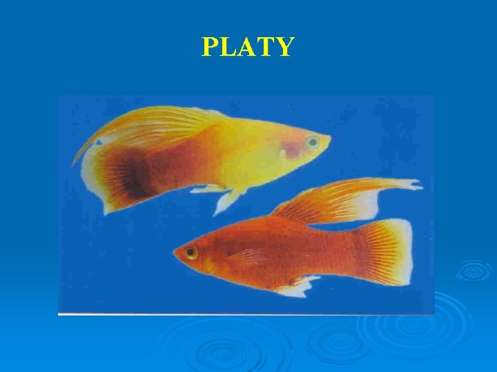 PLATY 