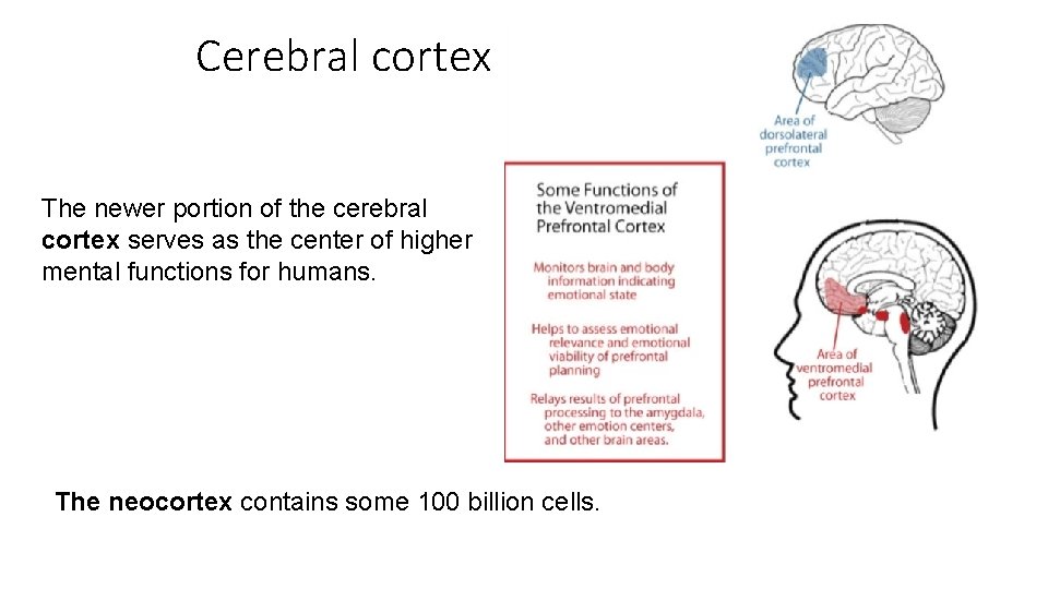 Cerebral cortex The newer portion of the cerebral cortex serves as the center of