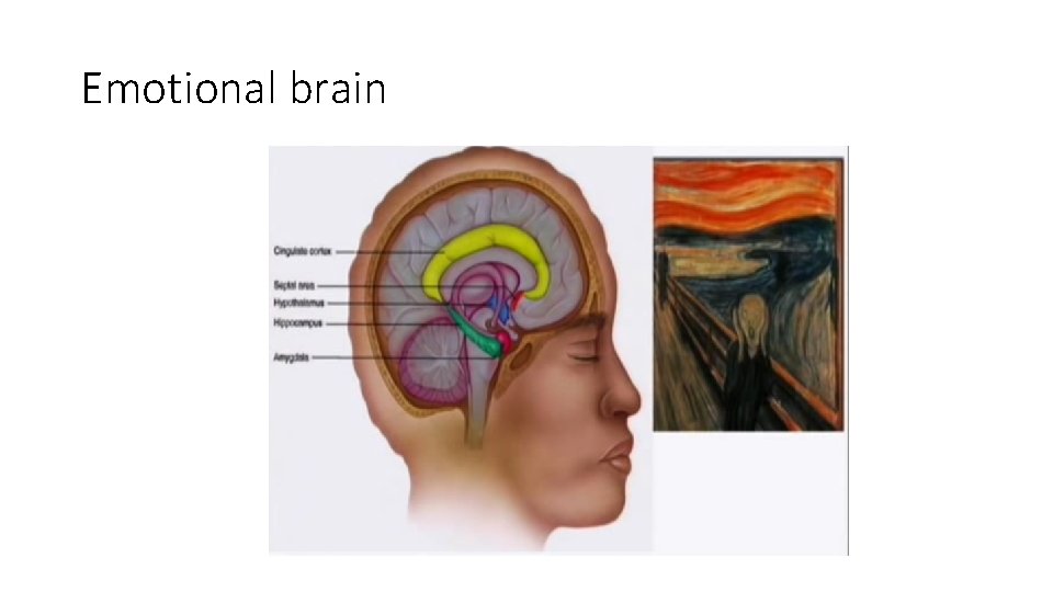 Emotional brain 