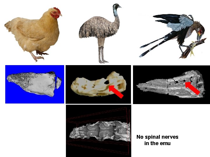 No spinal nerves in the emu 