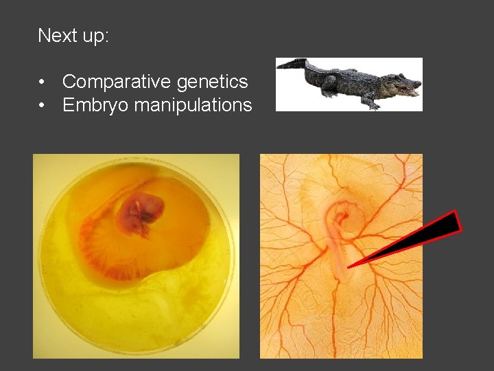 Next up: • Comparative genetics • Embryo manipulations 