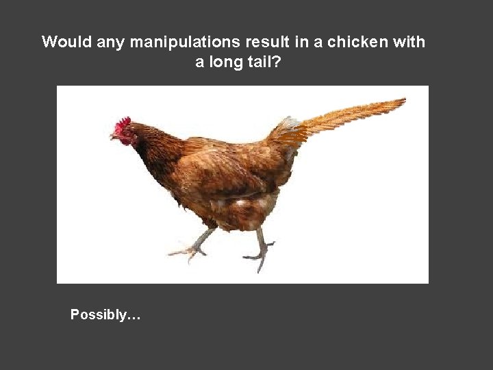 Would any manipulations result in a chicken with a long tail? Possibly… 