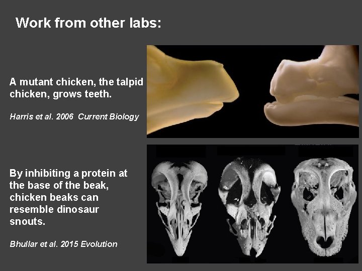 Work from other labs: A mutant chicken, the talpid chicken, grows teeth. Harris et