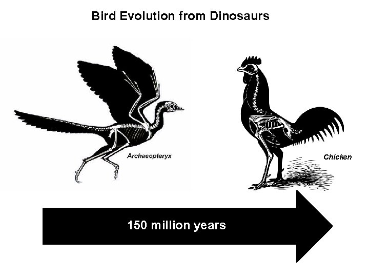 Bird Evolution from Dinosaurs Chicken 150 million years 