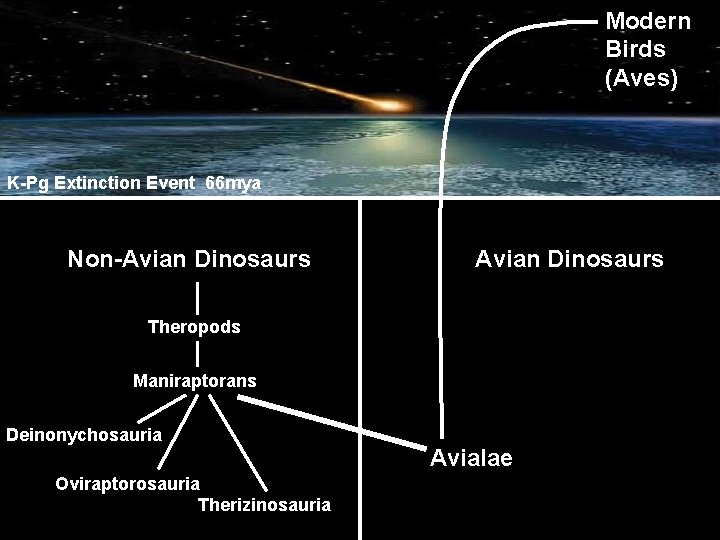 Modern Birds (Aves) K-Pg Extinction Event 66 mya Non-Avian Dinosaurs Theropods Maniraptorans Deinonychosauria Oviraptorosauria