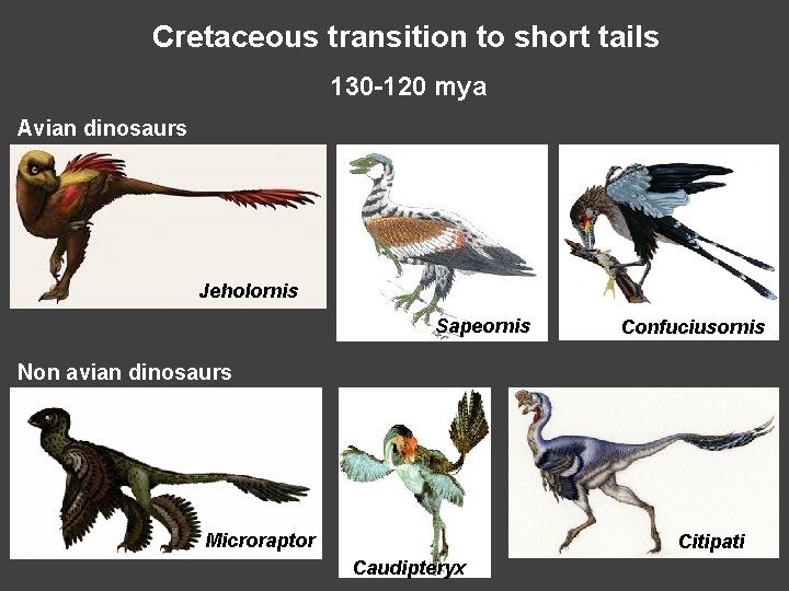 Cretaceous transition to short tails 130 -120 mya Avian dinosaurs Jeholornis Sapeornis Confuciusornis Non