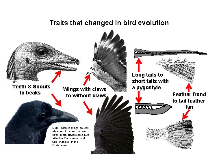 Traits that changed in bird evolution Teeth & Snouts to beaks Wings with claws