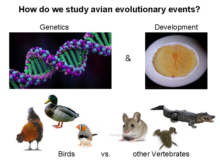 How do we study avian evolutionary events? Genetics Development & Birds vs. other Vertebrates