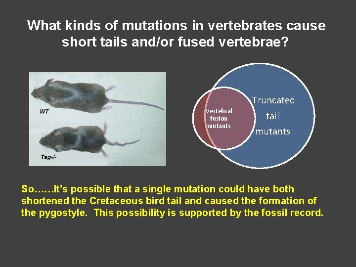 What kinds of mutations in vertebrates cause short tails and/or fused vertebrae? Vertebral fusion