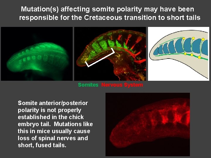 Mutation(s) affecting somite polarity may have been responsible for the Cretaceous transition to short