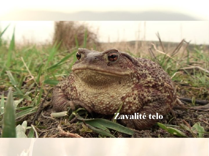 Zavalité telo 