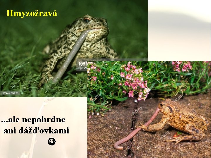 Hmyzožravá . . . ale nepohrdne ani dážďovkami 