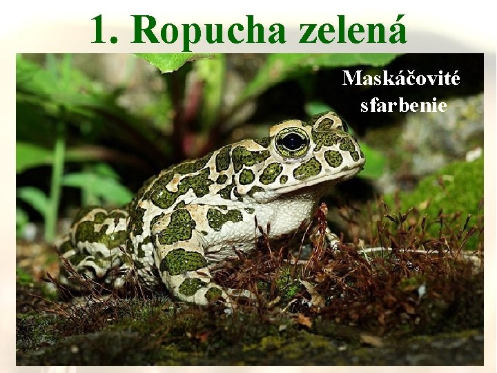 1. Ropucha zelená Maskáčovité sfarbenie 