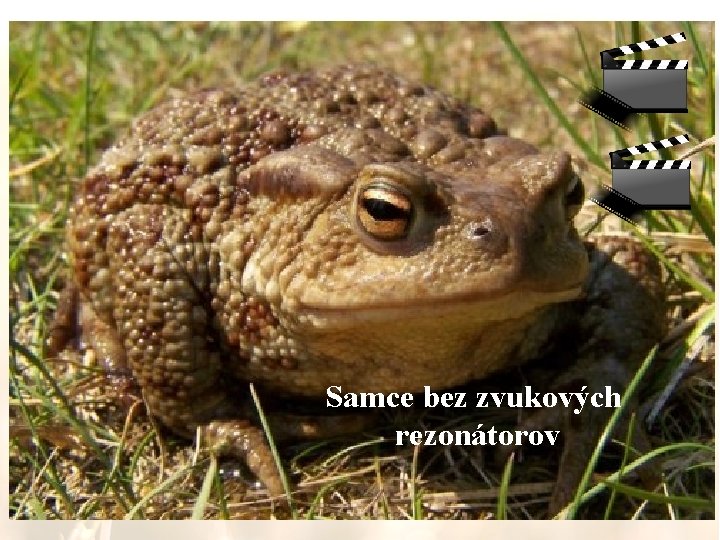 Samce bez zvukových rezonátorov 