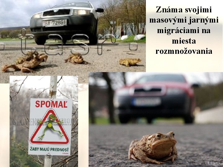 Známa svojimi masovými jarnými migráciami na miesta rozmnožovania 