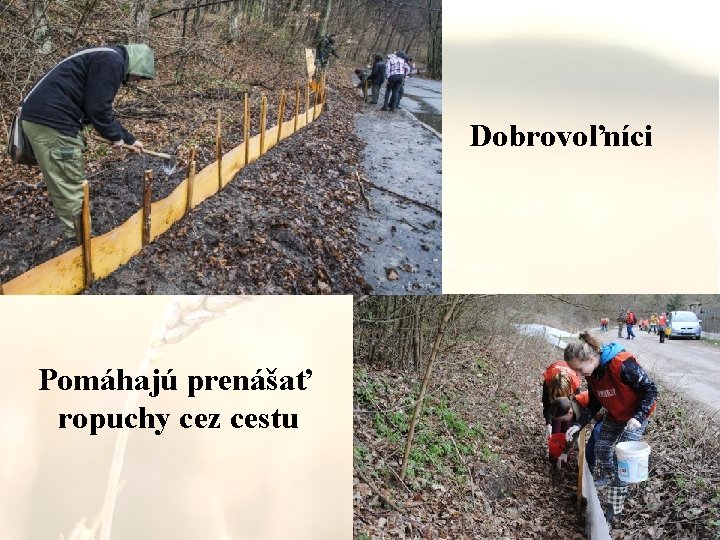 Dobrovoľníci Pomáhajú prenášať ropuchy cez cestu 