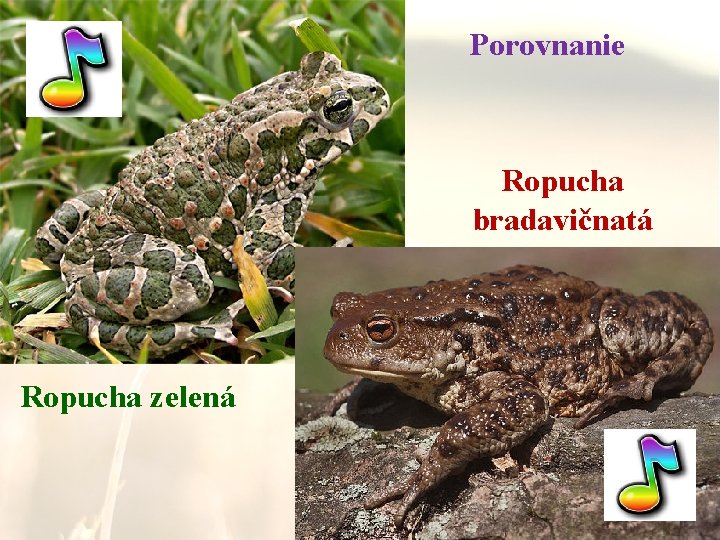 Porovnanie Ropucha bradavičnatá Ropucha zelená 