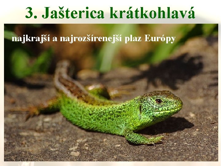 3. Jašterica krátkohlavá najkrajší a najrozšírenejší plaz Európy 