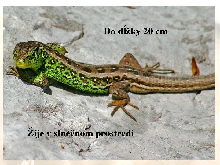 Do dĺžky 20 cm Žije v slnečnom prostredí 