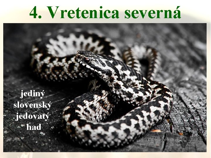 4. Vretenica severná jediný slovenský jedovatý had 