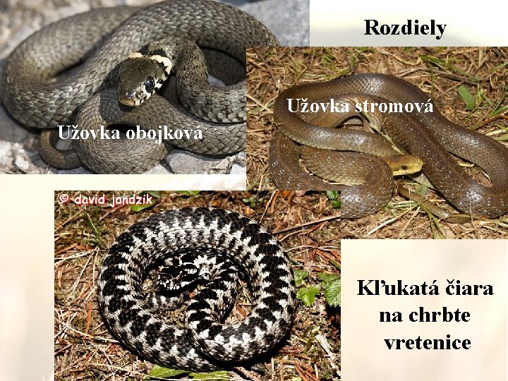 Rozdiely Užovka stromová Užovka obojková Kľukatá čiara na chrbte vretenice 