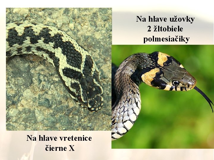 Na hlave užovky 2 žltobiele polmesiačiky Na hlave vretenice čierne X 