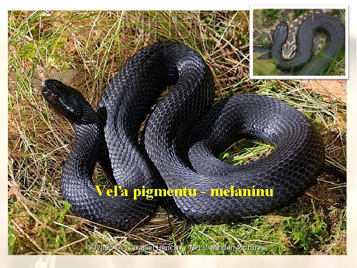 Veľa pigmentu - melanínu 