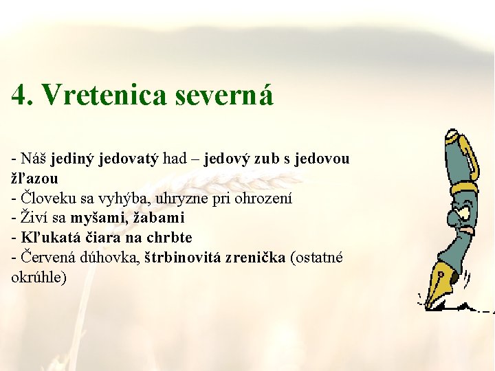 4. Vretenica severná - Náš jediný jedovatý had – jedový zub s jedovou žľazou