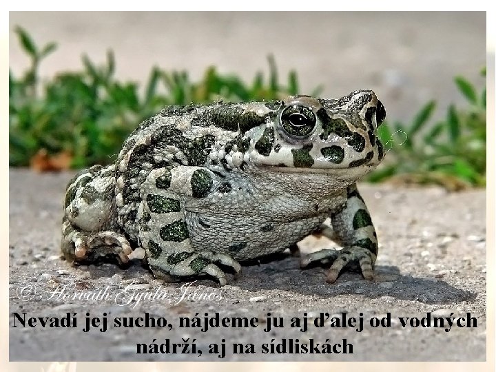 Nevadí jej sucho, nájdeme ju aj ďalej od vodných nádrží, aj na sídliskách 