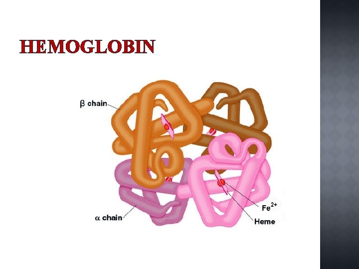 HEMOGLOBIN 