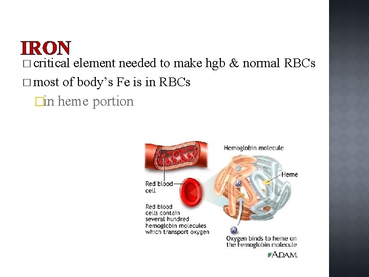 IRON � critical element needed to make hgb & normal RBCs � most of