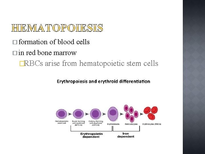 � formation of blood cells � in red bone marrow �RBCs arise from hematopoietic