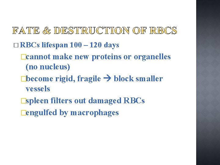 � RBCs lifespan 100 – 120 days �cannot make new proteins or organelles (no