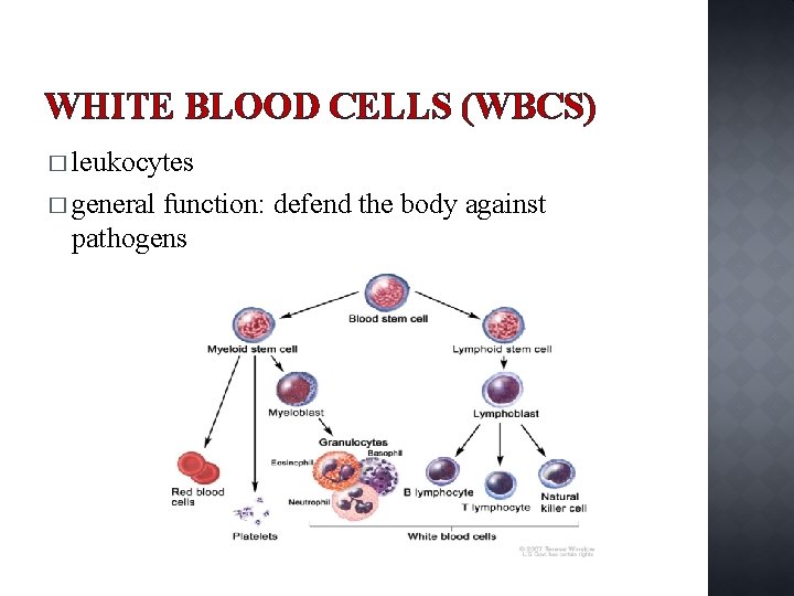 WHITE BLOOD CELLS (WBCS) � leukocytes � general function: defend the body against pathogens